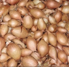 Loose Onion Sets 'Sturon' Loose Per 250g